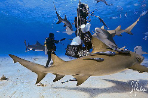 There is lots of excitement the minute you enter the wate... by Steven Anderson 